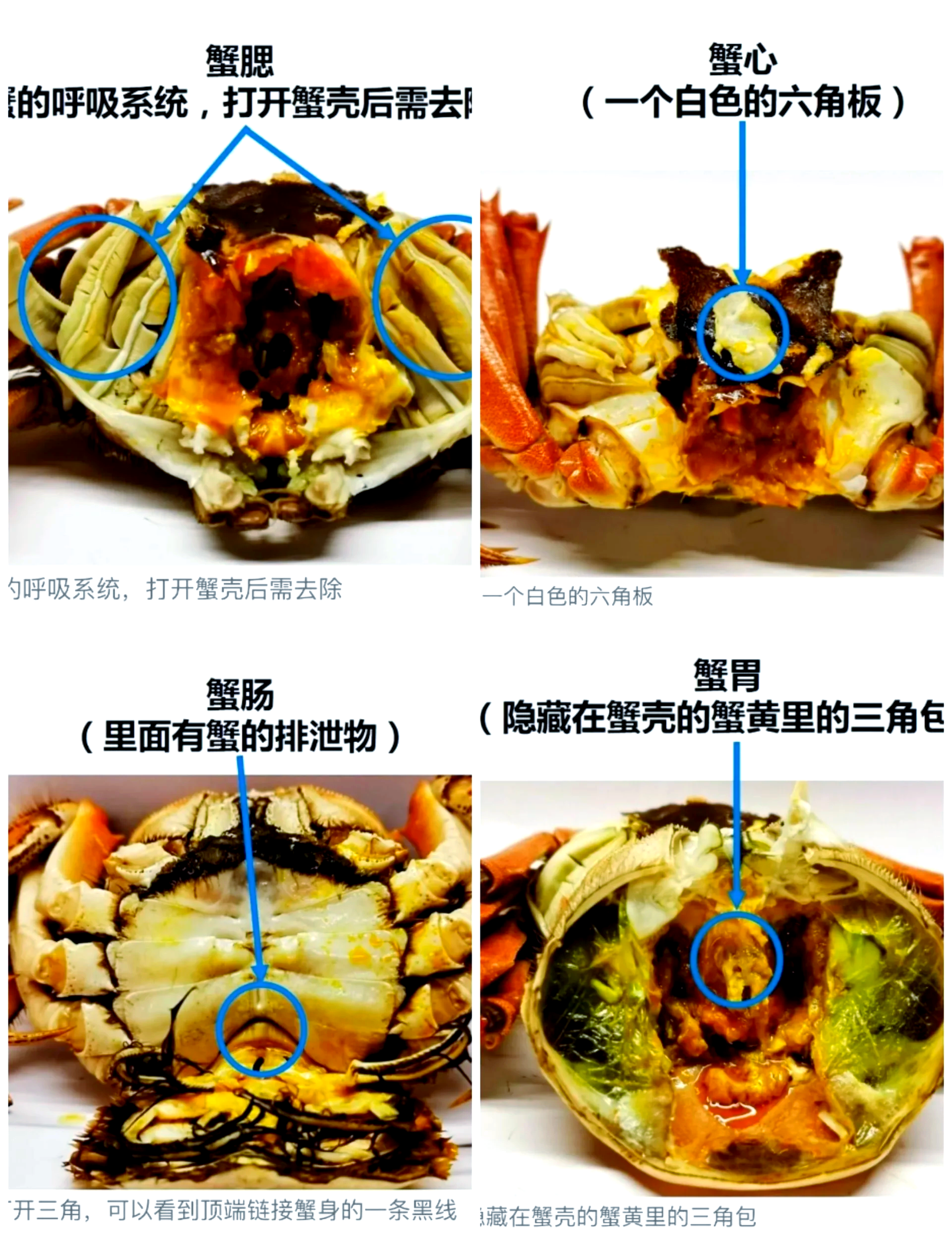 杀螃蟹的方法