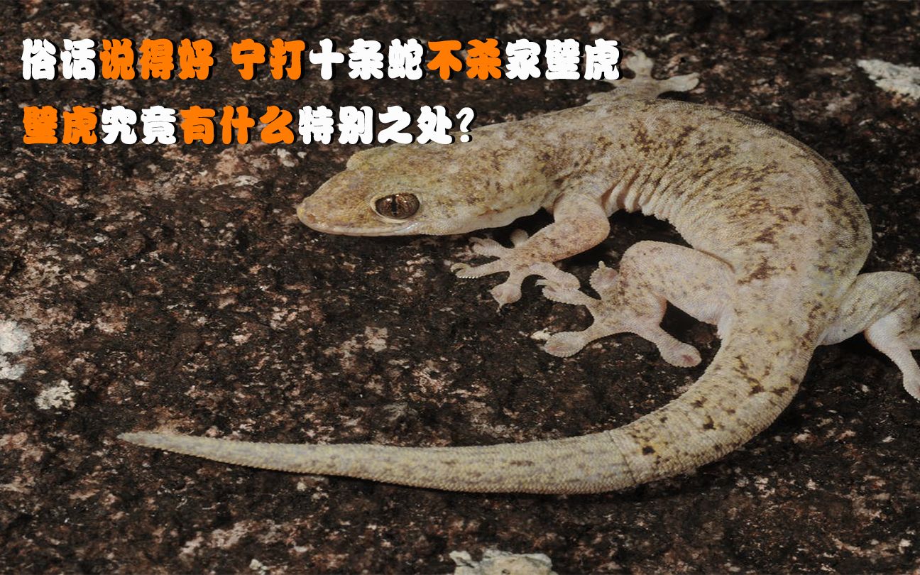 打死壁虎有什么说法